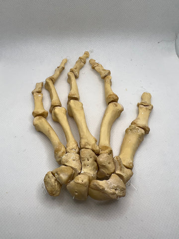 Real Human Left Hand 111