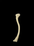 A Medically Lightened Human Clavicle