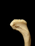 A Medically Lightened Human Clavicle
