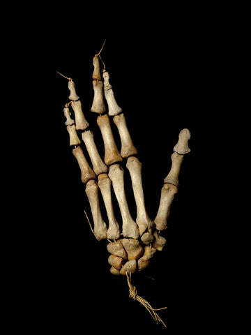 High Quality Sting/Cord Articulated Human Hand