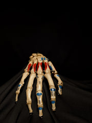 Articulated Hands