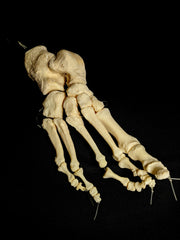 Articulated Foot