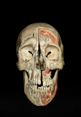 Dissected Real Human Skulls