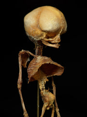 Genuine Human Skeletons