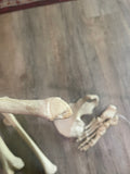 A Set of Left Leg Bones / Lower Limb