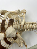 A Real Human Skeleton Torso