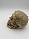 Antique Real Human Skull #302