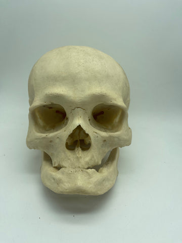 A Uncut Real Human Geriatric Skull #61