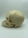 A Uncut Real Human Geriatric Skull #61