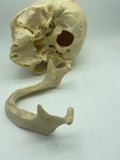 A Uncut Real Human Geriatric Skull #61