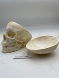 A Real Human Adolescent Skull 606