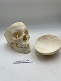 A Real Human Adolescent Skull 606