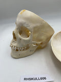 A Real Human Adolescent Skull 606