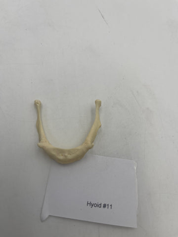 Real Human Hyoid Bone #11