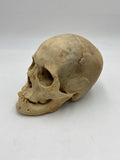 A Uncut Real Human Skull #59