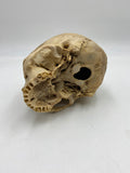 A Uncut Real Human Skull #59