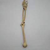 Real Human Left Arm Skeleton 50
