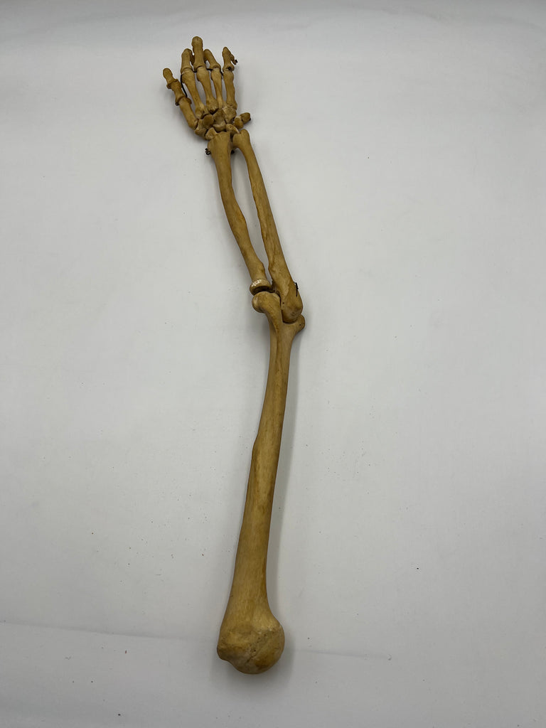 Real Human Right Arm Skeleton 50