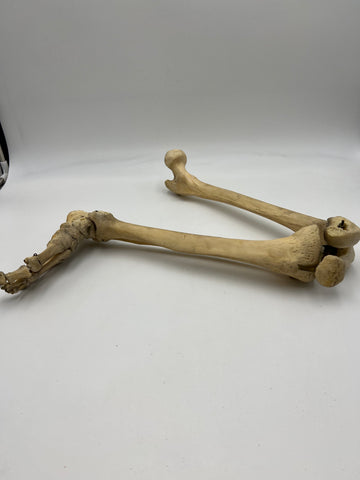 Real Right Human Leg Skeleton 50