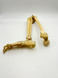Real Right Human Leg Skeleton 50