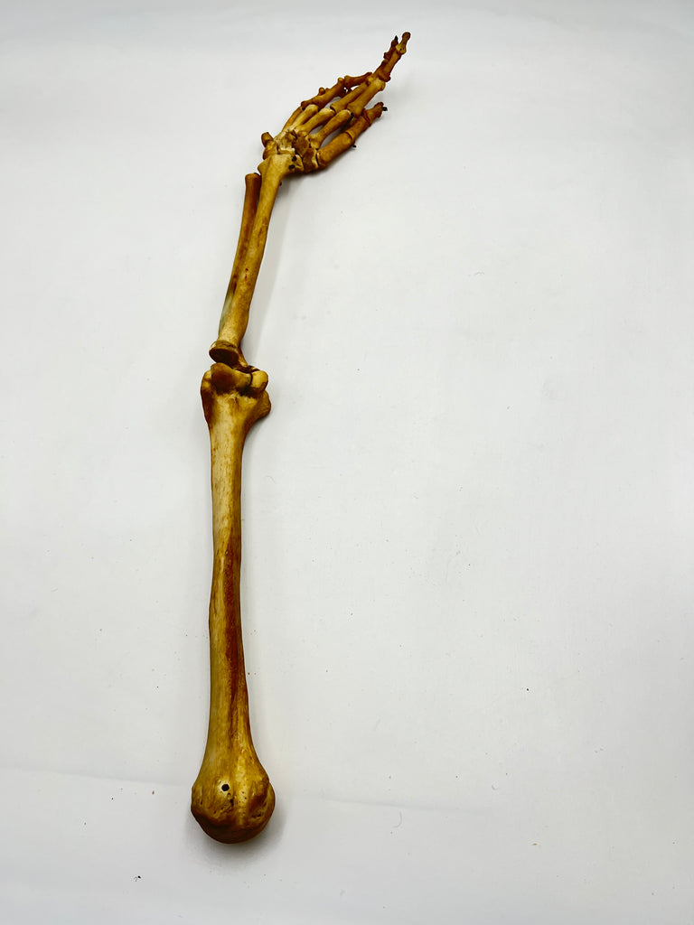 Real Human Left Arm Skeleton 51