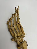 Real Human Left Arm Skeleton 51