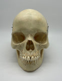 Adolescent Skull with Real Dentition Immaculate Genuine Human Skull