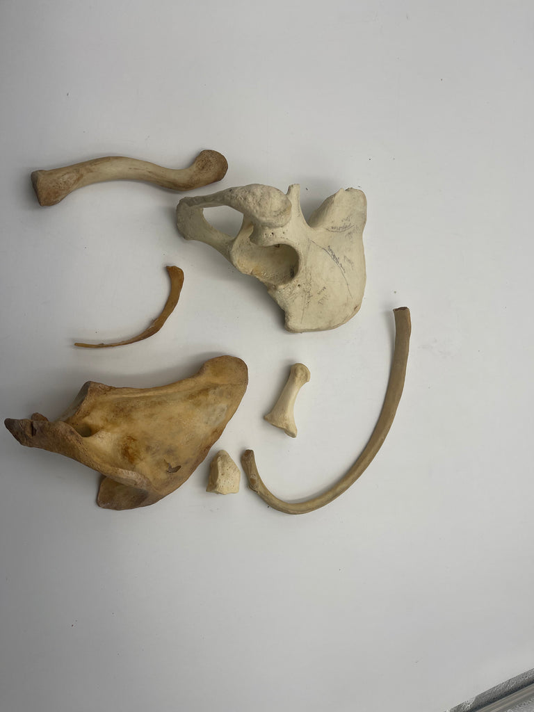 A Search & Rescue Dog Cadaver Real Human Bones (Natural Bone) Set 3