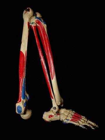 Medically Labeled Articulated Human Leg