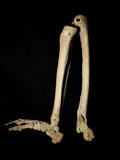 Antique Articulated Human Leg