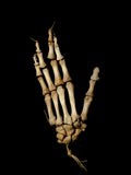High Quality Sting/Cord Articulated Human Hand