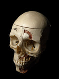 H.G Demonstration Human Skull With Metopic Suture