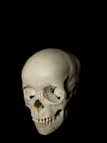 5-7 Year Old Uncut Pediatric Human Child Skull