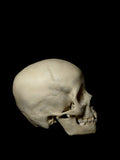 8-10 Year Old Pediatric Uncut Human Skull Pathology