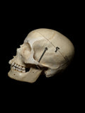 Clay Adams Human Skull