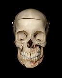 10 Year Old Pediatric Demonstration Human Skull