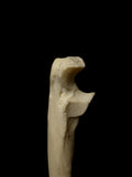 Single Human Ulna Bone